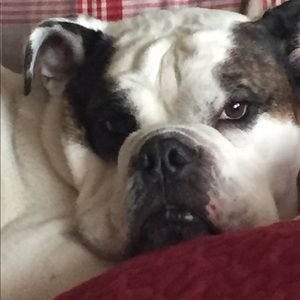 Meet your Posher, Annie